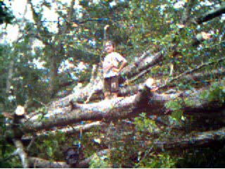 Here is AJ Standing in the tree