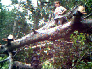 Here is AJ Standing in the tree