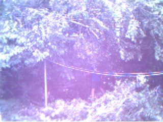 Standing under the tree